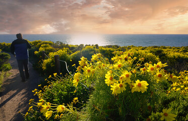 Point Dume Sunset with Coreopsis Flowers