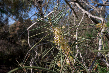 Close-up to beautiful eucalyptus flower with leaves
