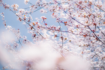 春の青空と桜　Blue sky and cherry blossoms in spring