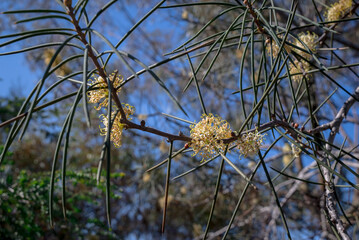 Obraz premium Close-up to beautiful eucalyptus flower with leaves