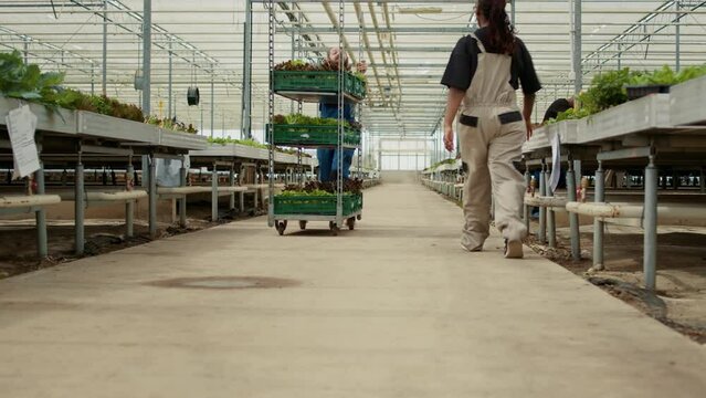 Caucasian man pushing rack of crates with different types of organic green lettuce saying hello to african american woman coworker. Greenhouse worker preparing for greens delivery to local business.