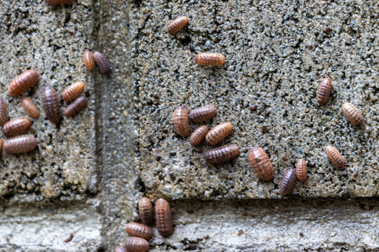 「ブロック塀」の写真素材 4,328件の無料イラスト画像 Adobe Stock