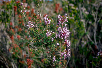Purple pincushions Scabiosa ochroleuca