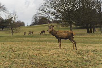 Naklejka na ściany i meble deer eating the grass on a winter cloudy day, Wollaton Hall and Deer Park in Nottingham. High quality photo