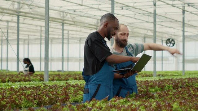 African american farmer holding laptop talking with experienced caucasian worker learning about organic lettuce crop in greenhouse. Organic farm workers using portable computer to see online orders.