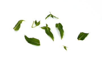 Chopped Fresh Mint Leaves on white. Spice chopped Mint. Fresh chopped green Mint leaves isolated on white background. 