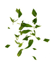 Chopped Fresh Mint Leaves on white. Spice chopped Mint. Fresh chopped green Mint leaves isolated on white background. 