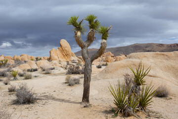 joshua tree national park