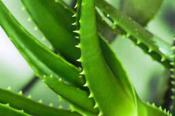 Aloe vera is tropical green plants tolerate hot weather. A close up of green leaves, aloe vera. Aloe vera is a very useful herbal medicine for skin care and hair care that can be used as treatment.