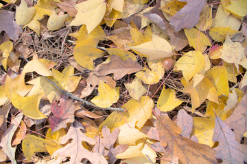 yellow leaves landscapes