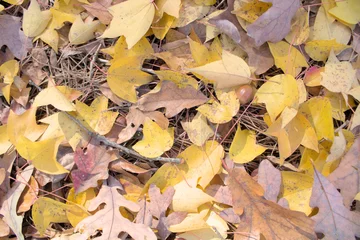 Rolgordijnen yellow leaves landscapes © buggy