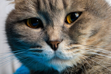 Noble proud cat lying on a couch. The Scottish Fold Shorthair with blue gray fur, with copyspace