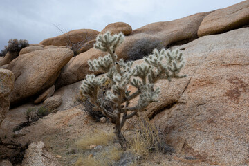 cactus in the desert