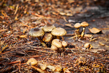 group of white mushrooms in the ground, forest of mexiquillo durango 