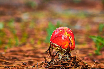red mushroom with white dots, amanita muscaria in forest with blur background