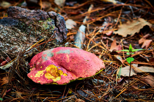 boletus edil, red and yellow mushroom in the forest