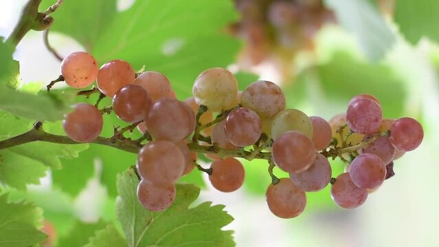Uvas en la Planta. Frutas de estaci&oacute;n. racimo de uvas. Cortar fruta. 