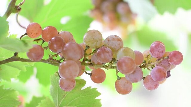 Uvas en la Planta. Frutas de estaci&oacute;n. racimo de uvas. Cortar fruta. 