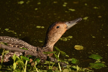 Northern Pintail