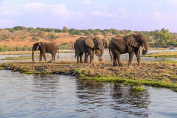 Fototapeta premium A small herd of elephants wanders across a river in South Africa.