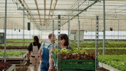 Tired greenhouse worker pushing rack of crates with fresh organic lettuce for delivery to local food market. Woman farm worker moving begetables grown in hydroponic enviroment with no pesticides.