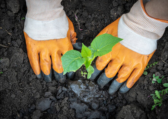 hands planting a cucumber seedling in the soil