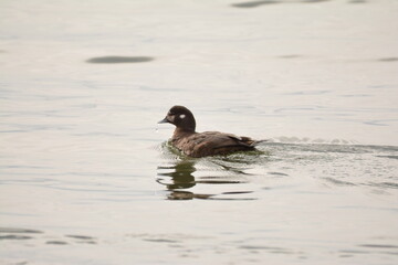 Harlequin Duck female