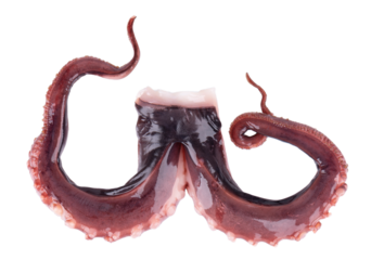 Squid tentacles isolated on white background. Fresh raw gigant squid. Top view.