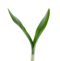 Obraz premium Snowdrop leaves isolated on white background. Beautiful spring flowers.