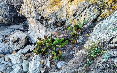 Rocks cliffs overgrown with nature plants trees bushes flowers cacti.