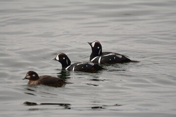 Harlequin Duck