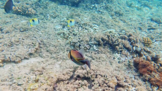 Tropical coral reefs. Underwater life with colorful fishes in pacific ocean. Hawaii Humuhumunukunukuapuaa triggerfish