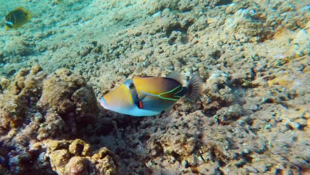 Tropical coral reefs. Underwater life with colorful fishes in pacific ocean. Hawaii Humuhumunukunukuapuaa triggerfish