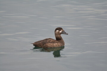 Obraz premium Surf Scoter Female