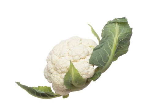 Cauliflower fly in mid air, green fresh vegetable cauliflower falling. Organic fresh vegetable with eaten leaf of cauliflower, close up texture. White background isolated freeze motion high speed
