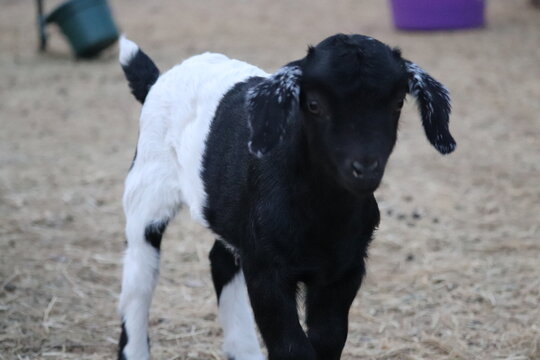 Nigerian Dwarf Baby Goat