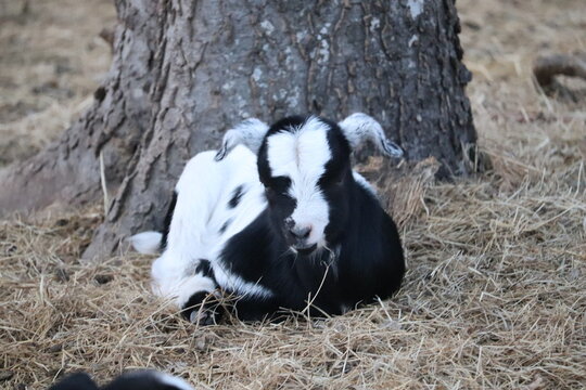 black and white goat