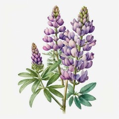 Watercolor violet lupine flowers on white background. Generative AI art.