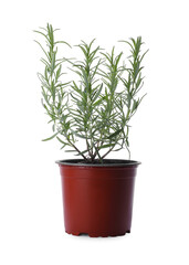 Aromatic green potted rosemary on white background