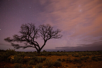 tree at sunset