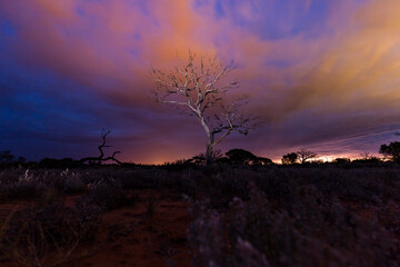 Dead tree with dramatic  sky