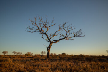 Dead tree at sunset