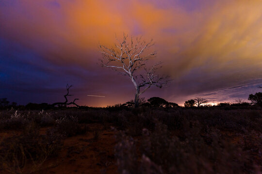 dead tree at sunset in the desert 