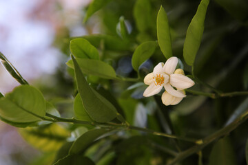 Fototapeta premium Beautiful grapefruit flower blooming on tree branch outdoors