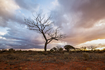 tree in the desert