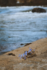 Small purple wildflowers growing along the Youghiogheny River in Ohiopyle, Pennsylvania