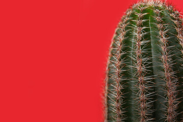 Beautiful green cactus on red background, closeup with space for text. Tropical plant