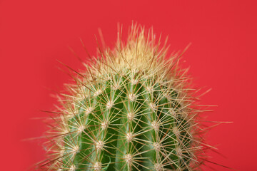 Beautiful green cactus on red background, closeup. Tropical plant