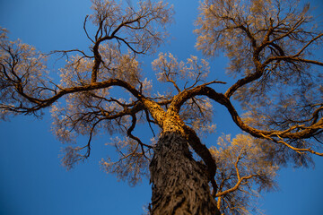 tree and sky