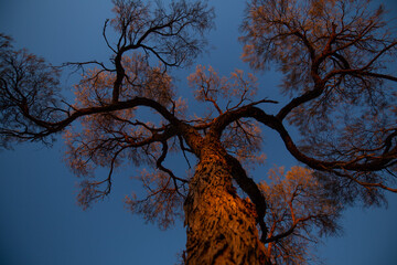 Tree at a strange perspective